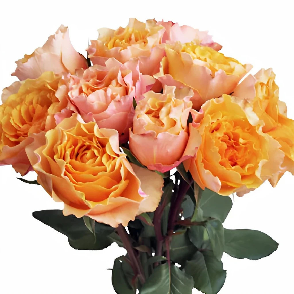 Campanella Peach Roses Garden - alternative 2