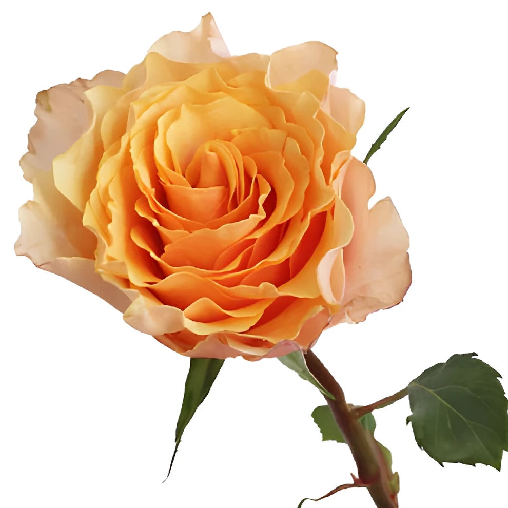 Campanella Peach Roses Garden - main