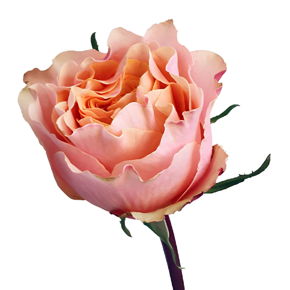 Campanella Peach Roses Garden - alternative 1