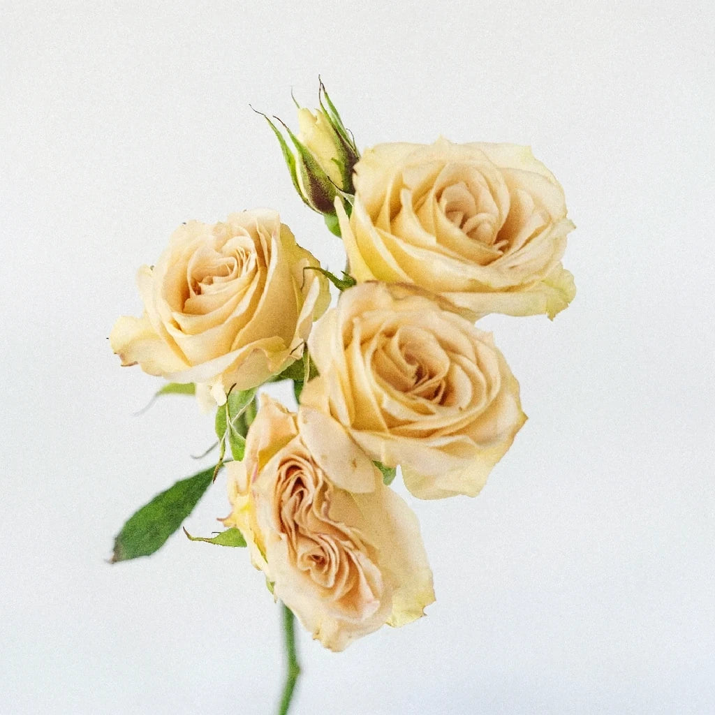 Brilliant Star Capricorn Roses Spray - alternative 2