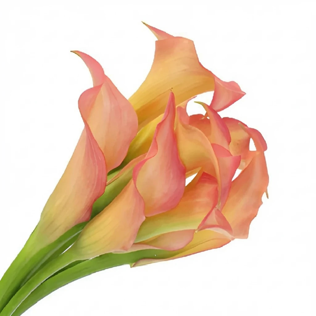 Peach Calla Lily Mini - alternative 1