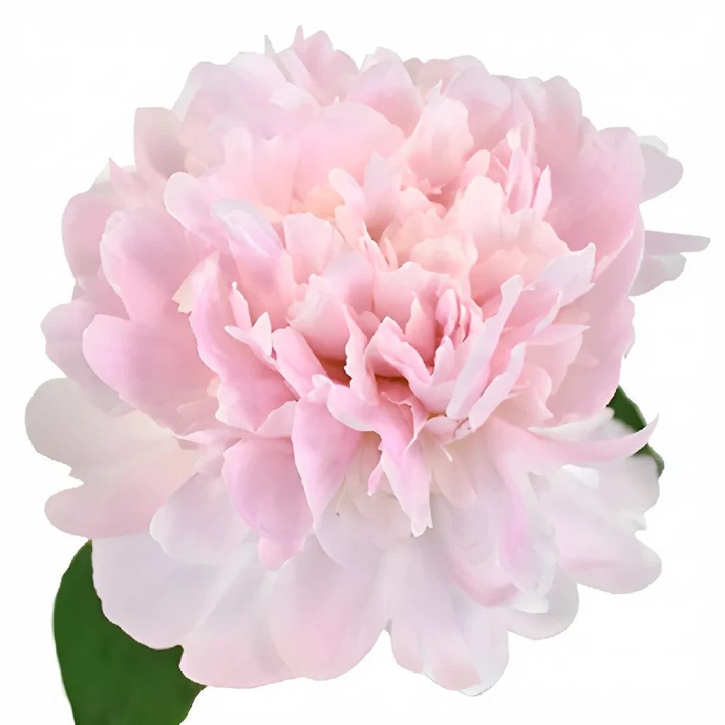 Pecher Peonies - main
