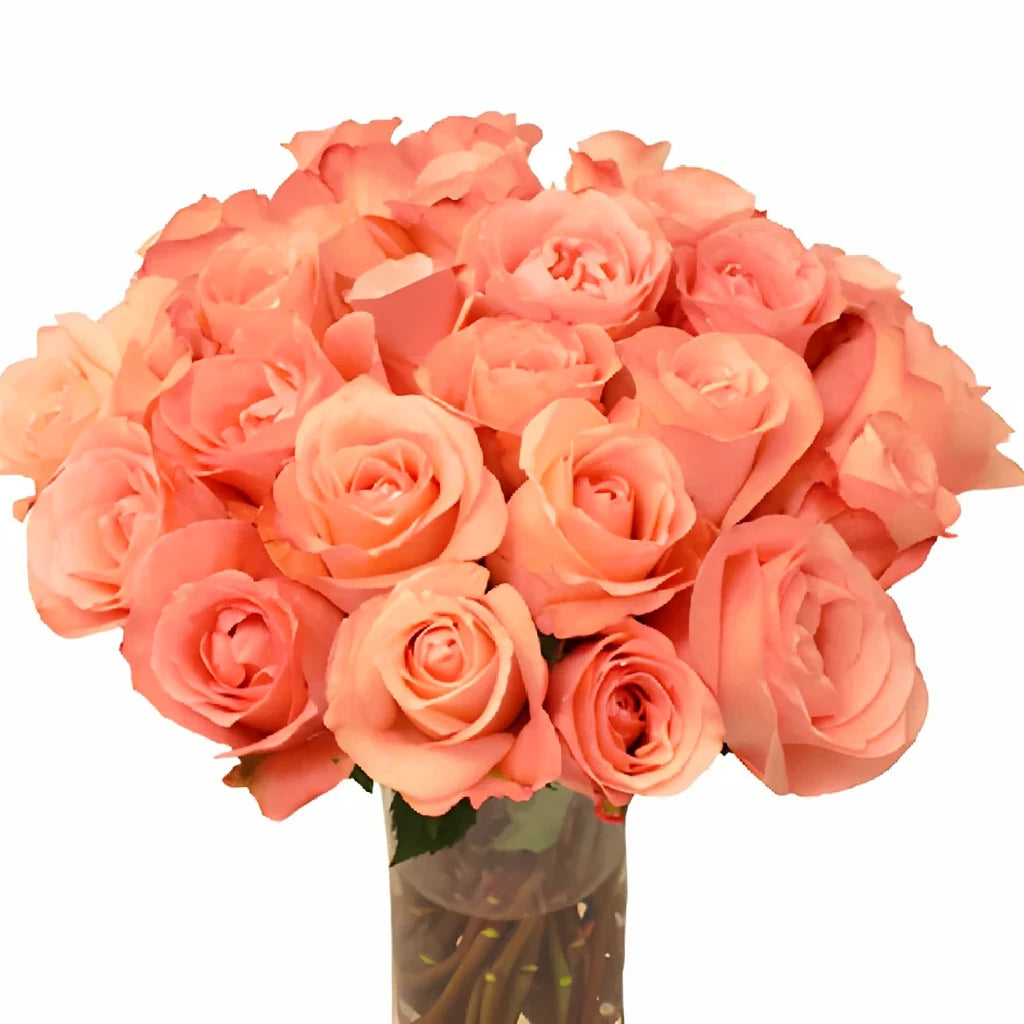 Peckoubo Roses Standard - alternative 2