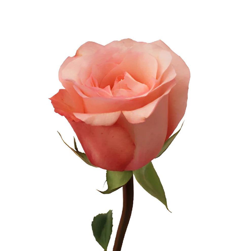 Peckoubo Roses Standard - alternative 3