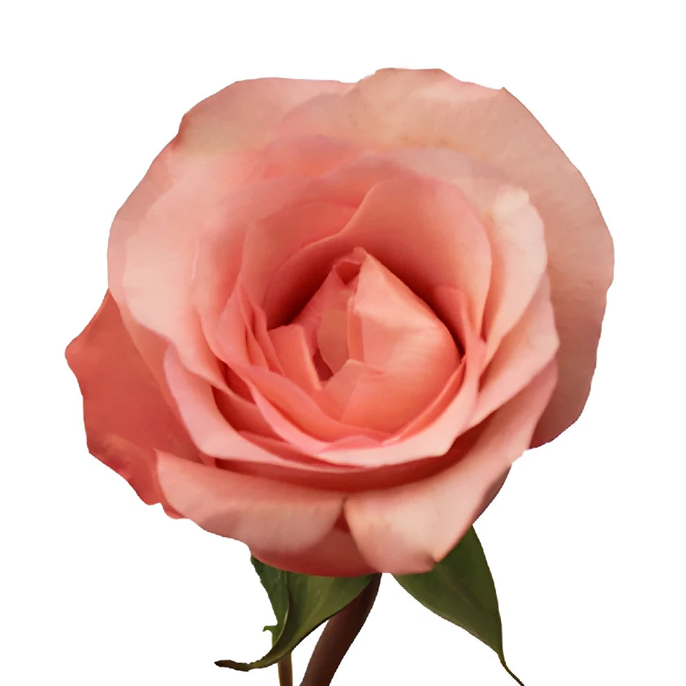 Peckoubo Roses Standard - main