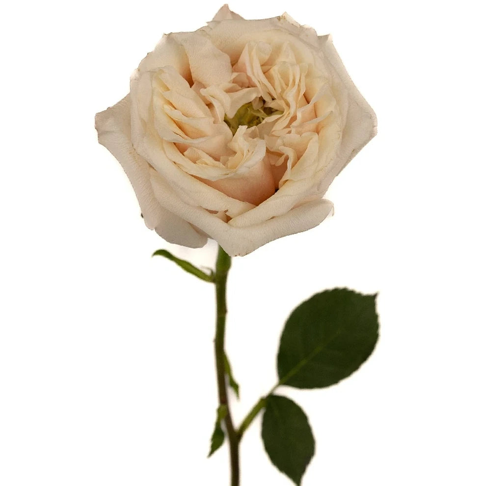Cream Piaget Roses Garden - alternative 2