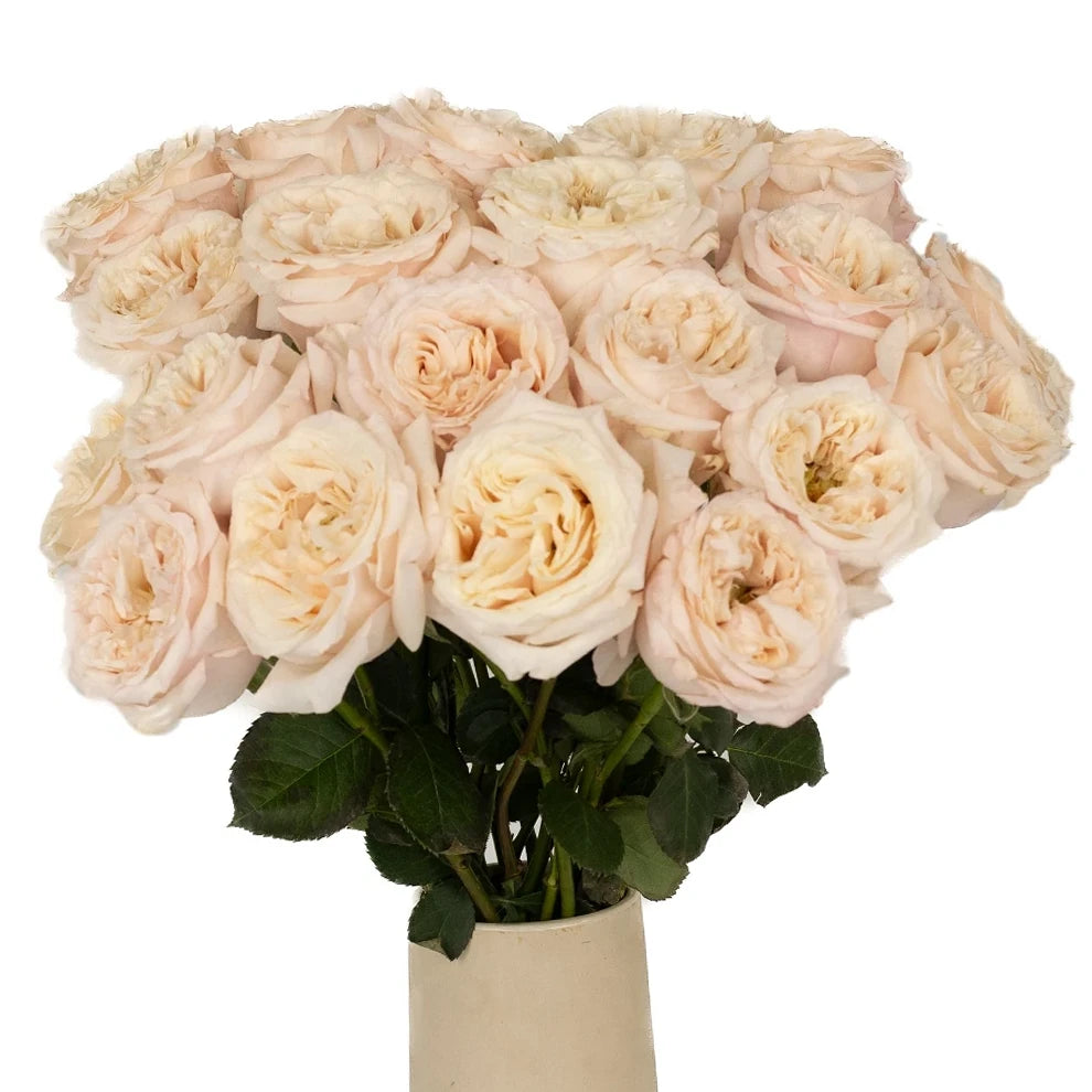 Cream Piaget Roses Garden - main