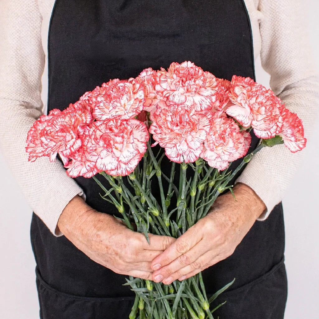 Navidad Carnations - alternative 2