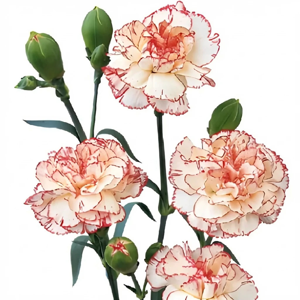 Peppermint Carnations Mini - main