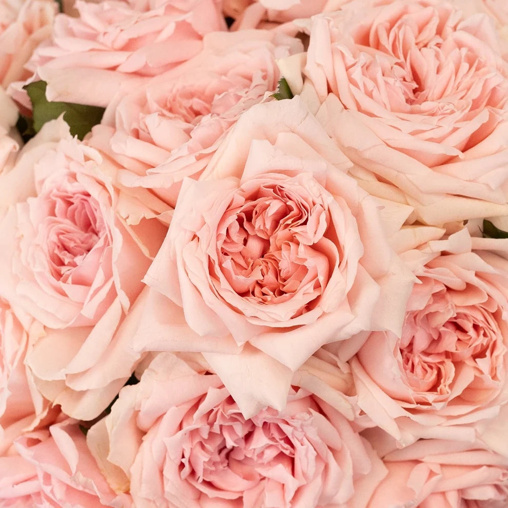 Princess Hitomi Roses Garden - alternative 2