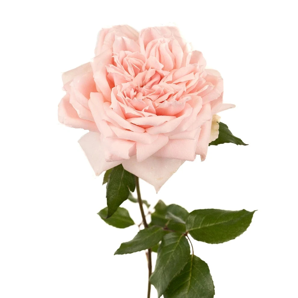 Princess Hitomi Roses Garden - alternative 1