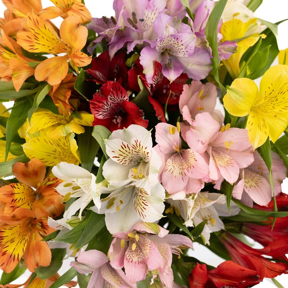 Assorted Alstroemeria / Peruvian Lilies - main