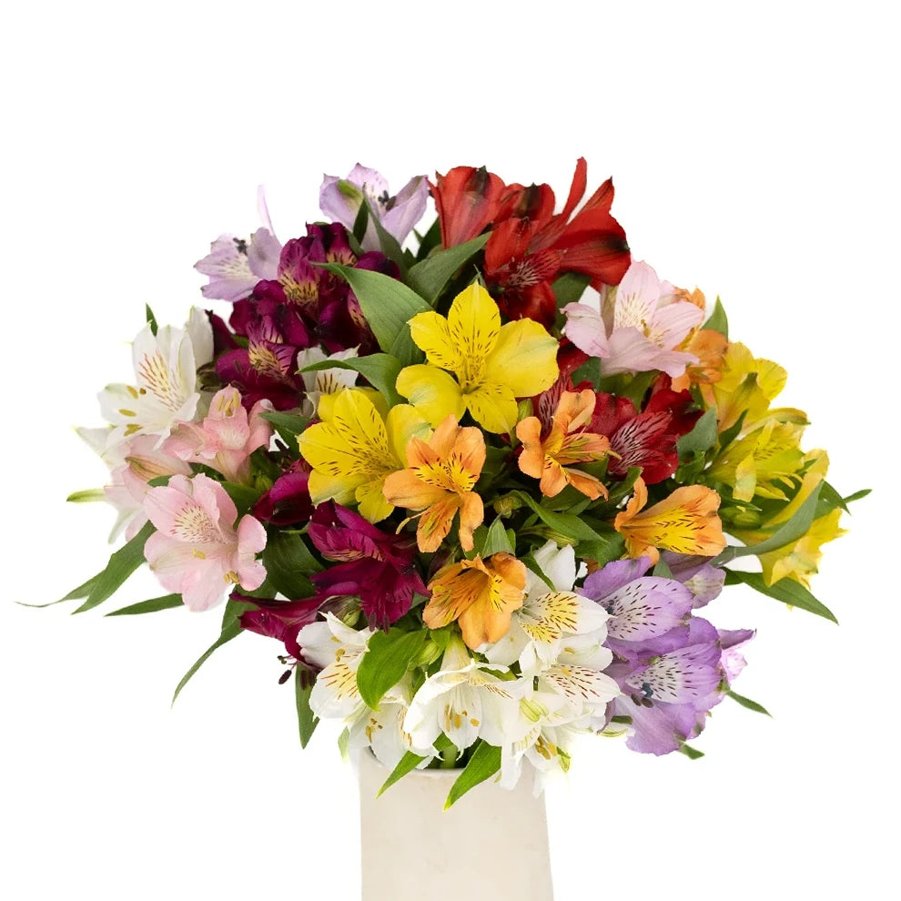 Assorted Alstroemeria / Peruvian Lilies - alternative 1
