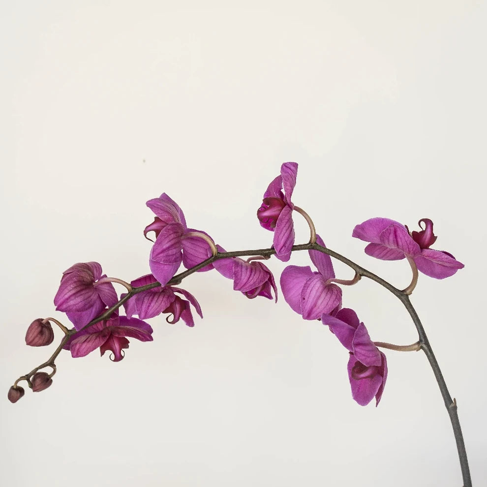 Phalaenopsis Plants Orchids Phalaenopsis - Purple - alternative 1