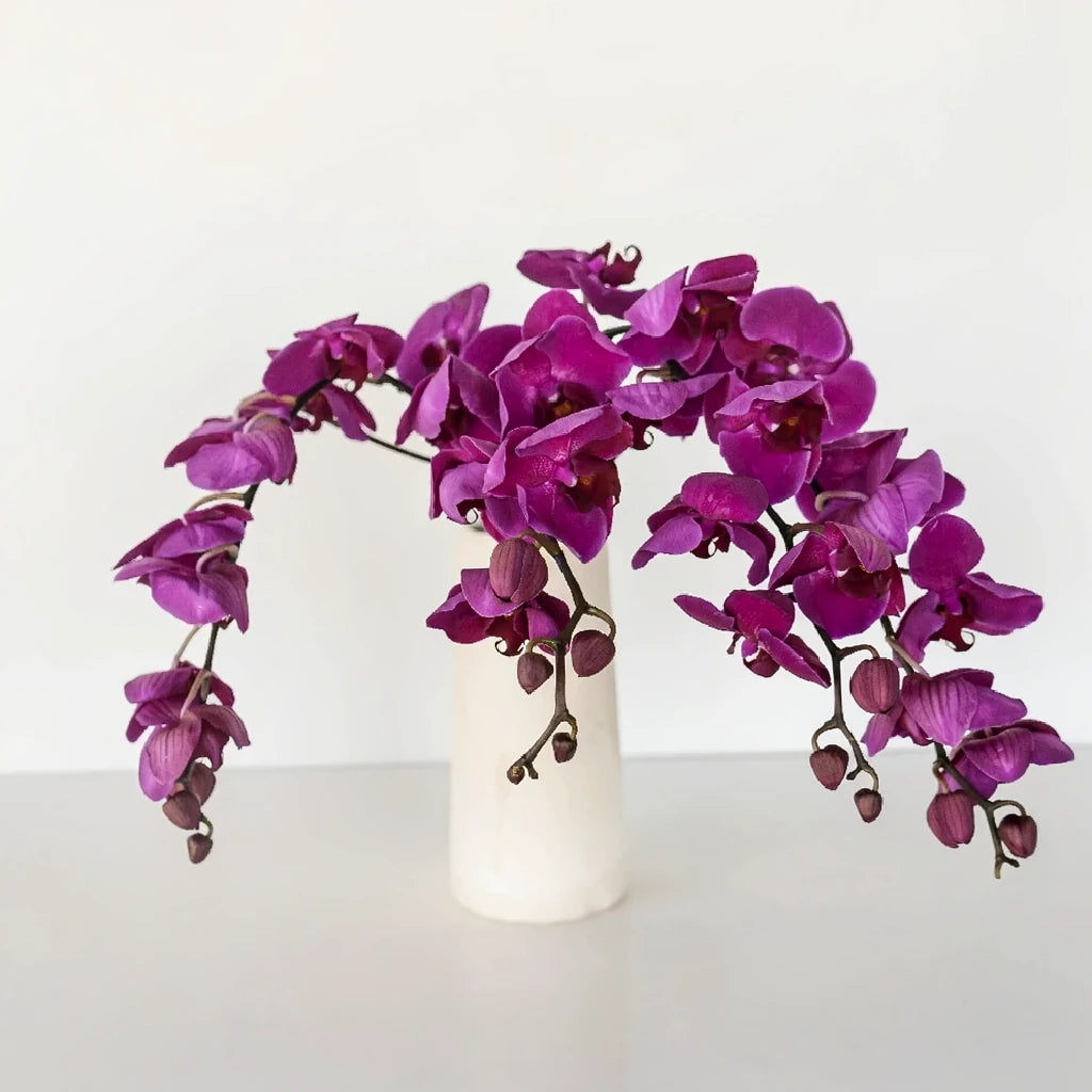 Phalaenopsis Plants Orchids Phalaenopsis - Purple - alternative 2
