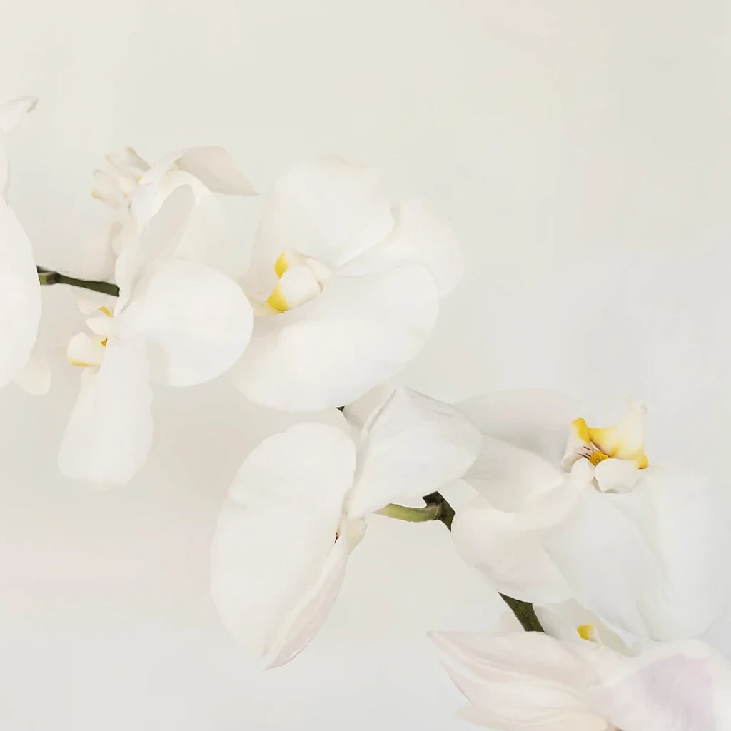 Plant Orchids Phalaenopsis - alternative 1