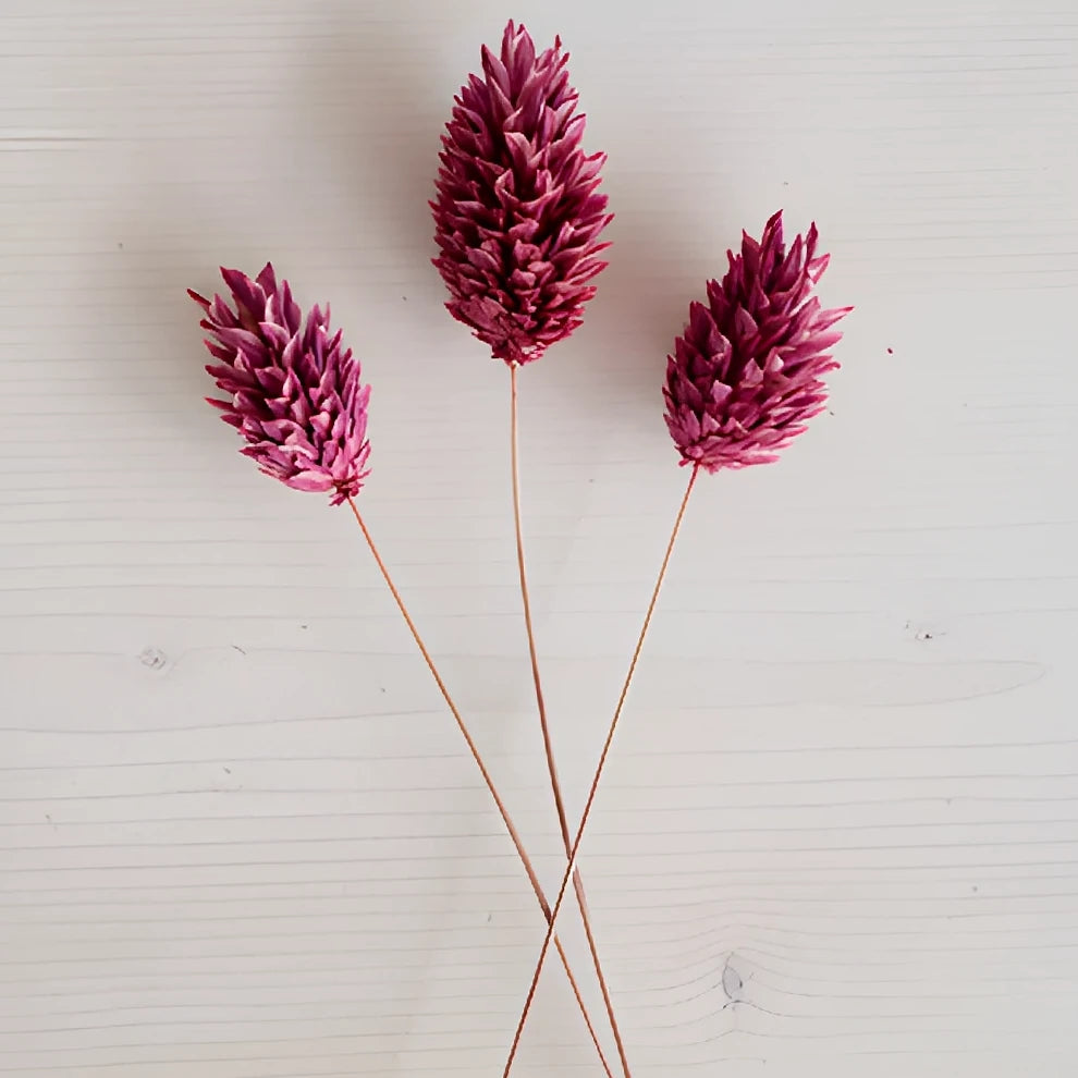 Canary Grass Dried - Dark Pink - alternative 2