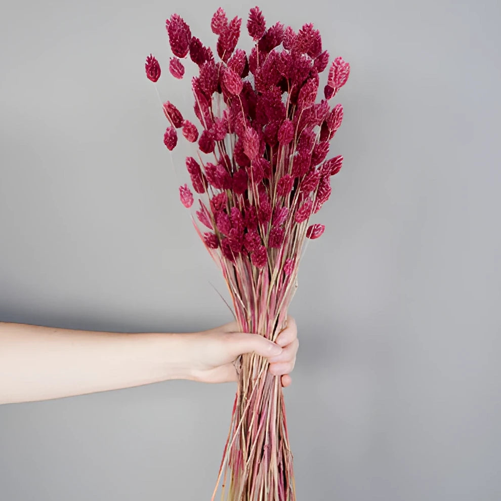 Canary Grass Dried - Dark Pink - main