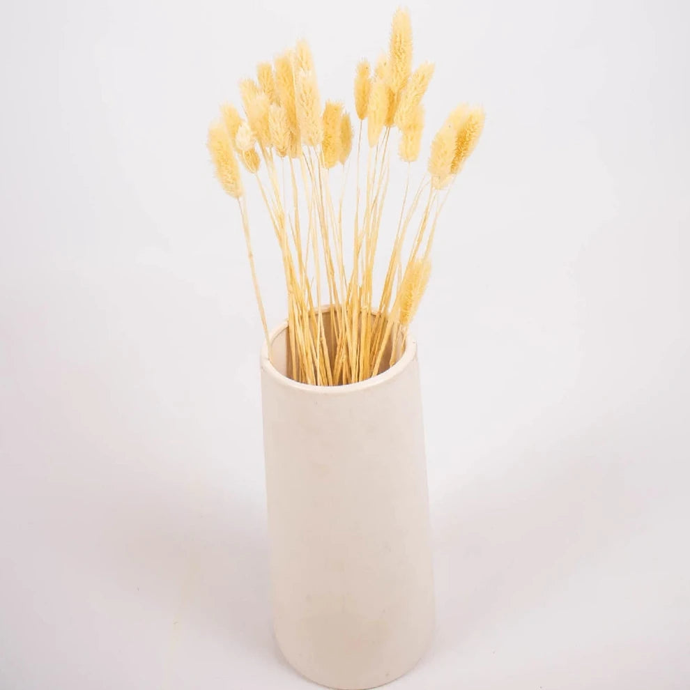 Canary Grass Dried - Natural - alternative 2