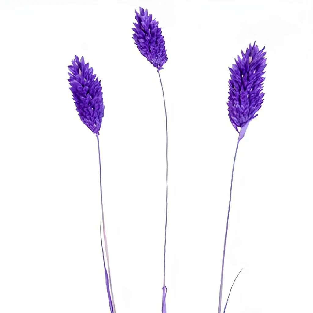 Canary Grass Dried - Violet - main