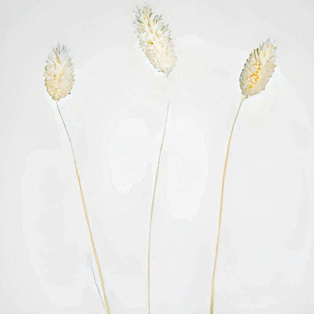 Canary Grass Dried - White - alternative 2