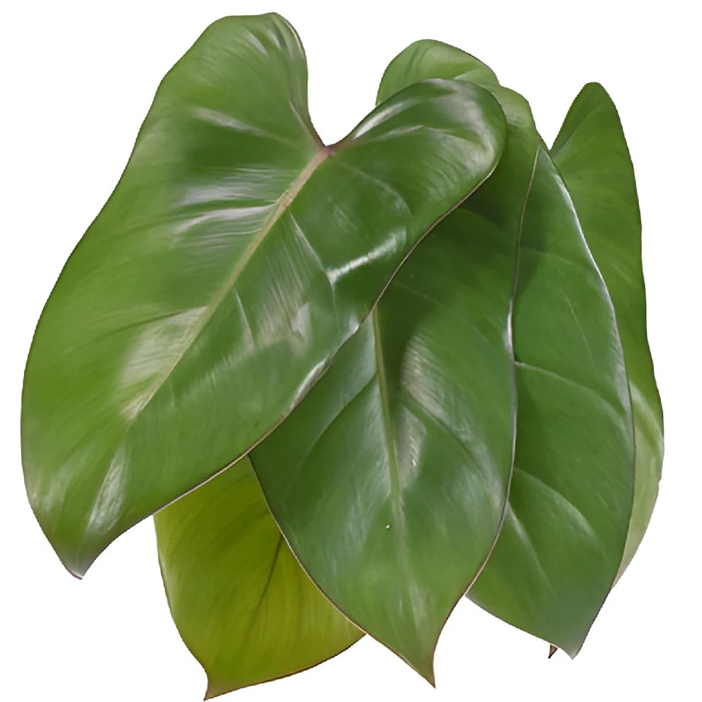 Phiesmeralda Tropicals - alternative 2