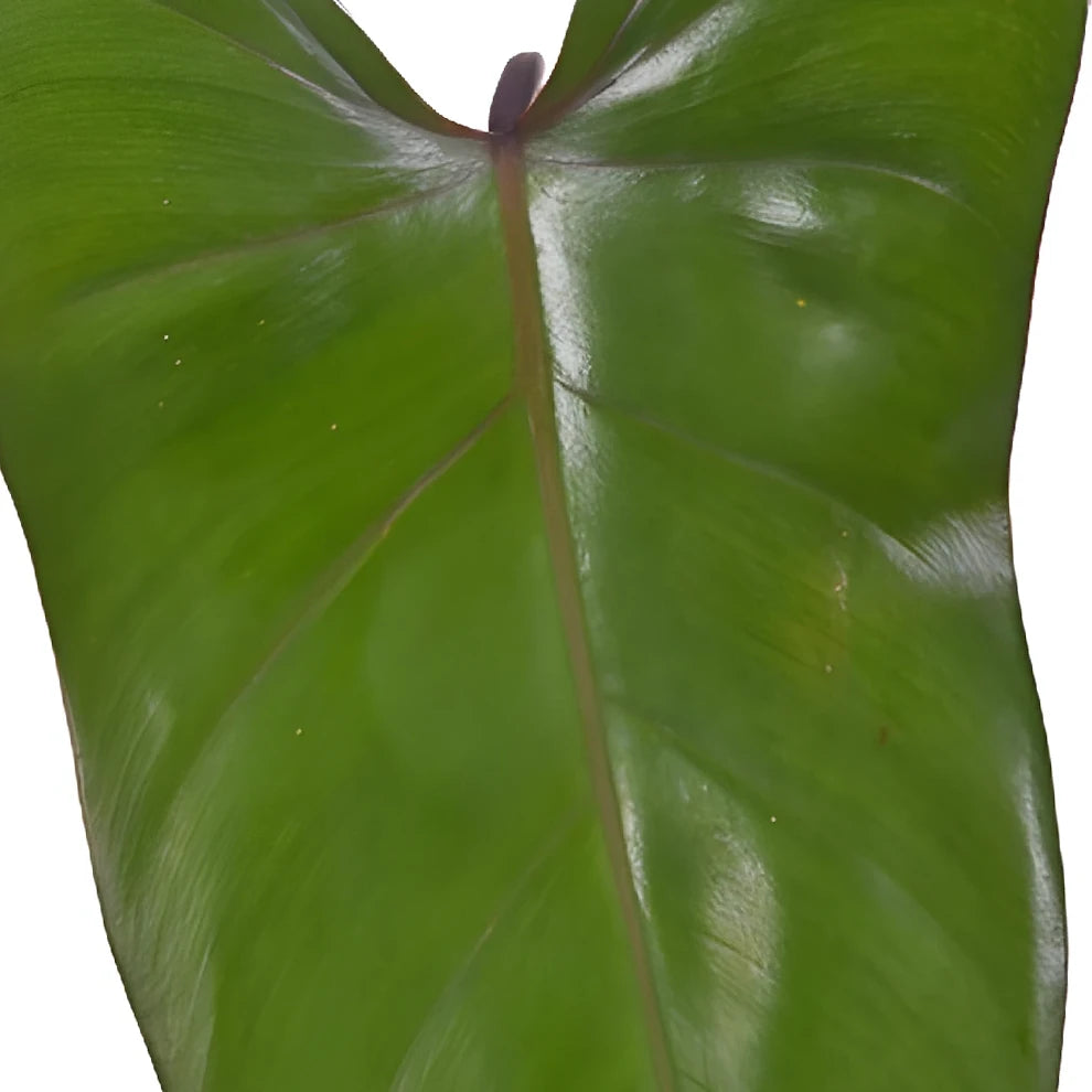 Phiesmeralda Tropicals - alternative 3