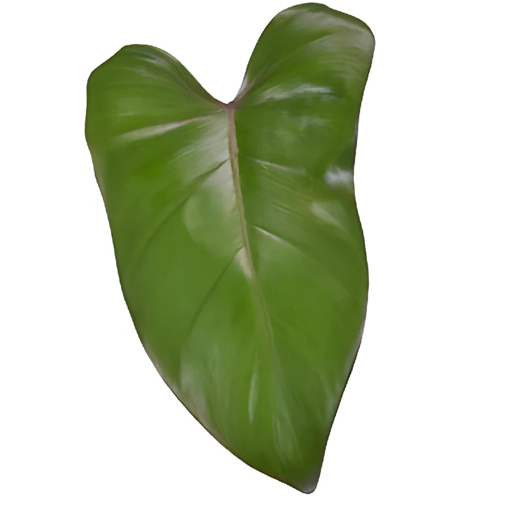 Phiesmeralda Tropicals - alternative 1