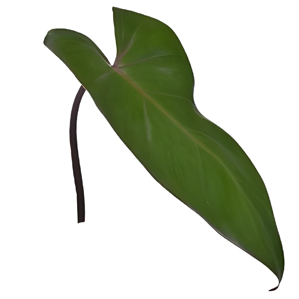 Phiesmeralda Tropicals - main