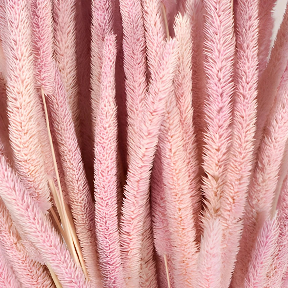 Phleum Dried - alternative 1