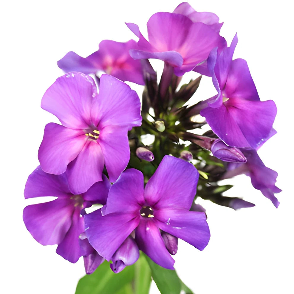 Purple Phlox - main