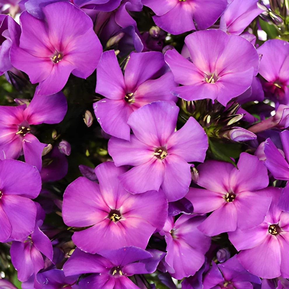 Purple Phlox - alternative 1