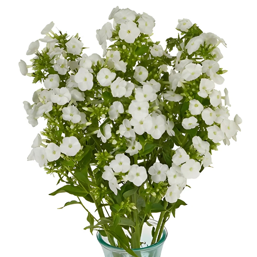White Phlox - alternative 2