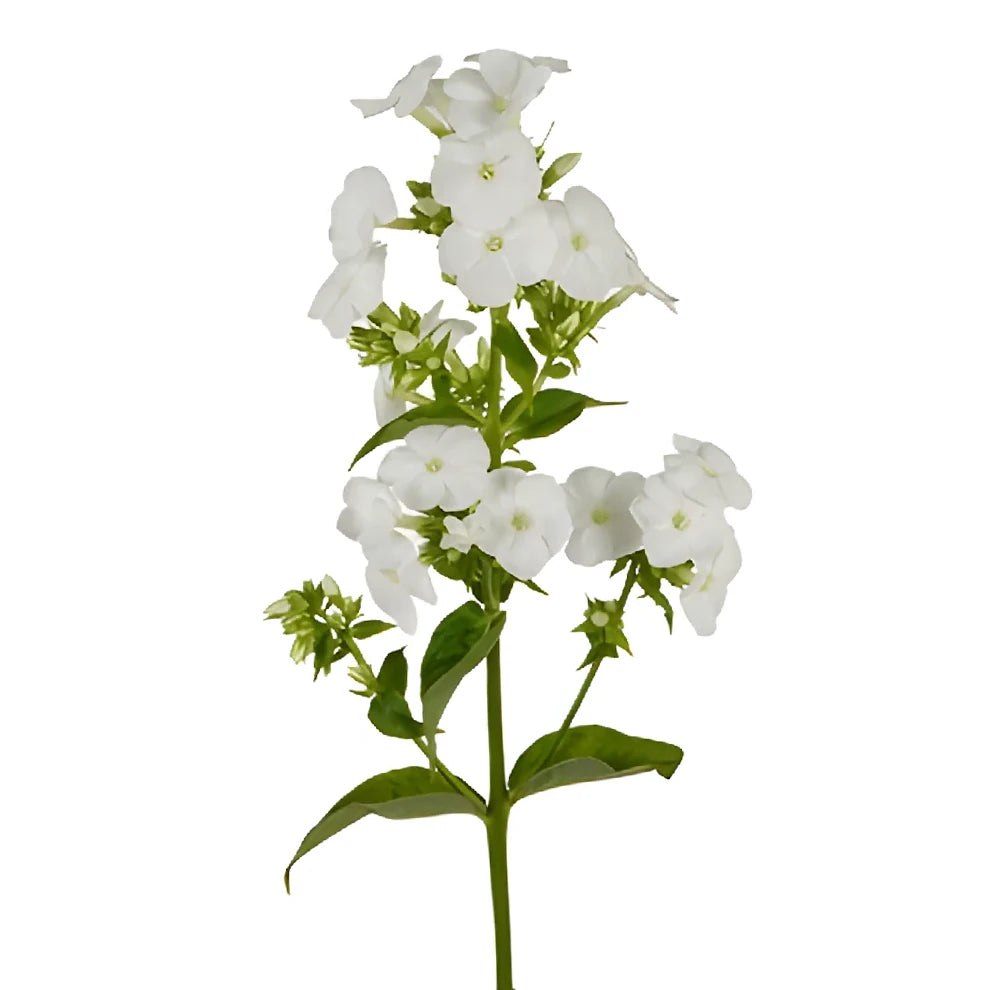 White Phlox - alternative 1