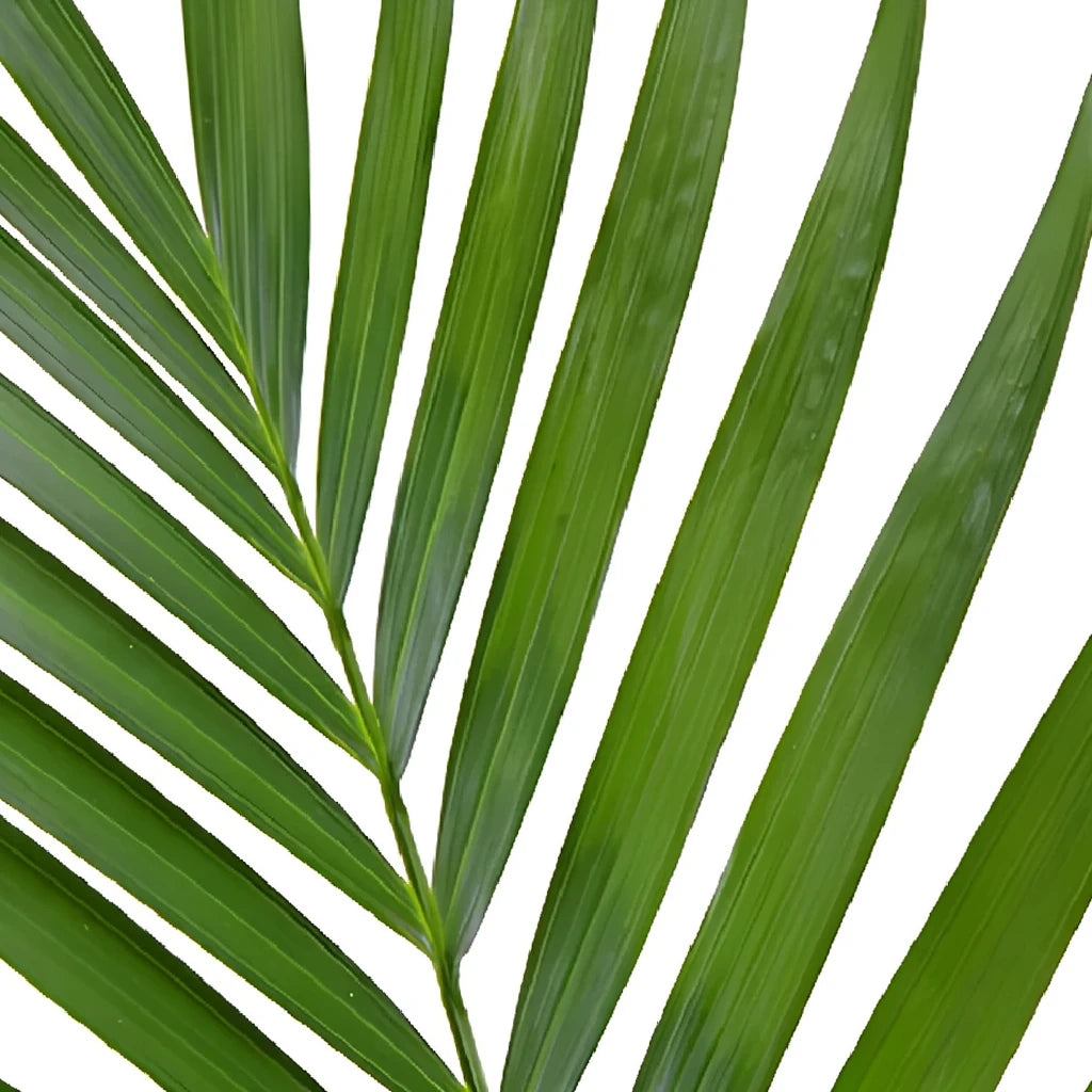 Robellini Phoenix Greenery - alternative 1