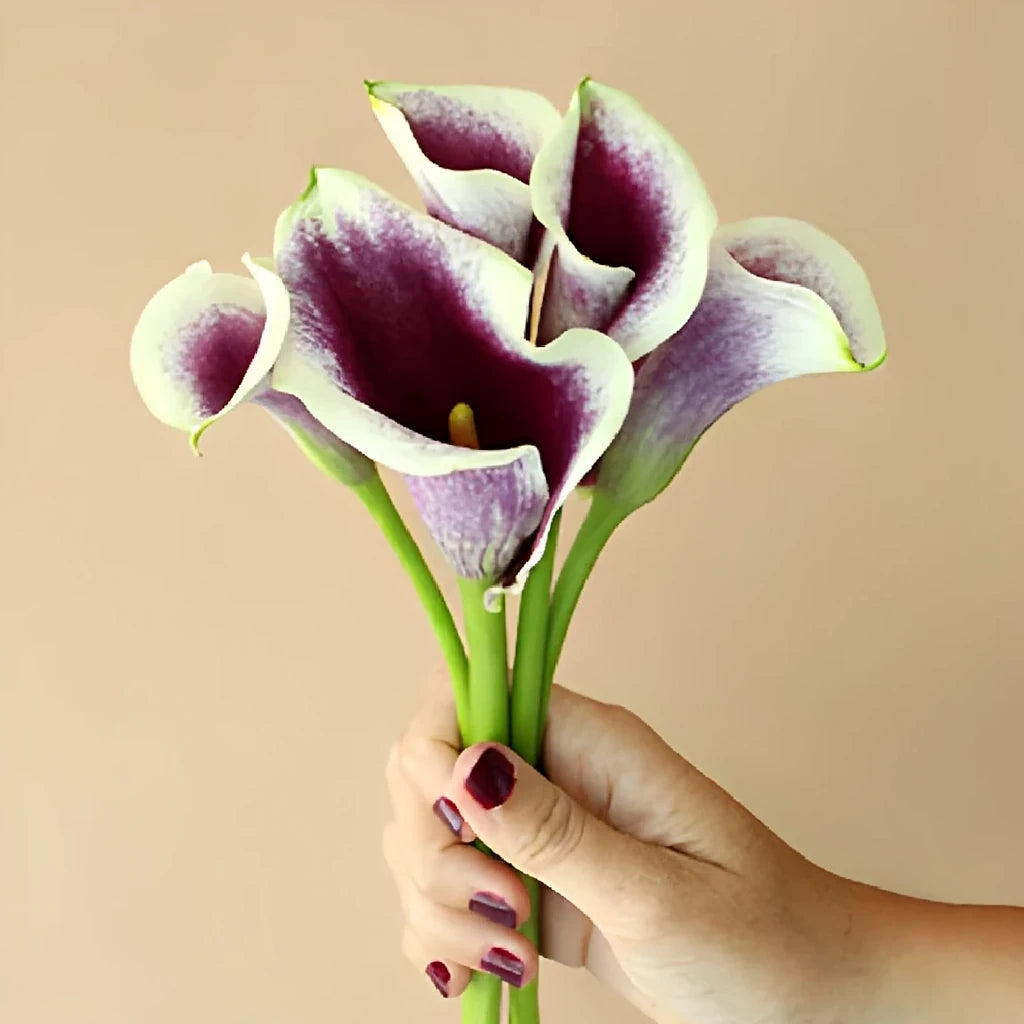 Vermeer Calla Lily Mini - main