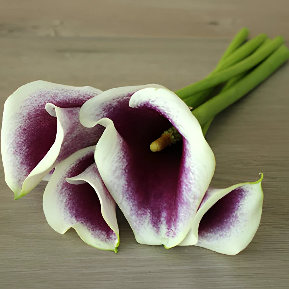 Picasso Calla Lily Mini - alternative 1