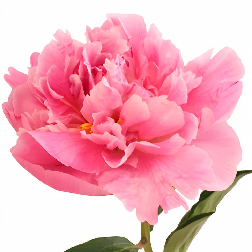 Alex Flemming Peonies - main