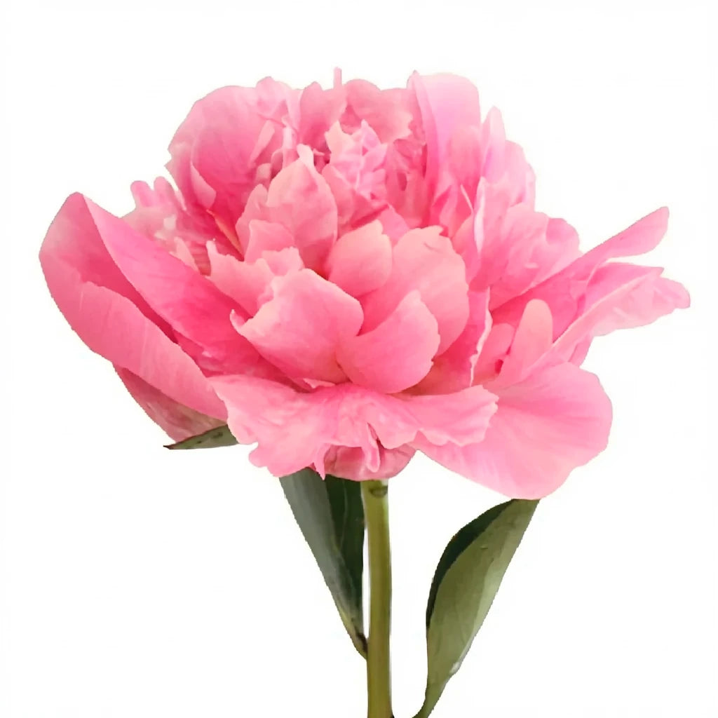 Alex Flemming Peonies - alternative 2