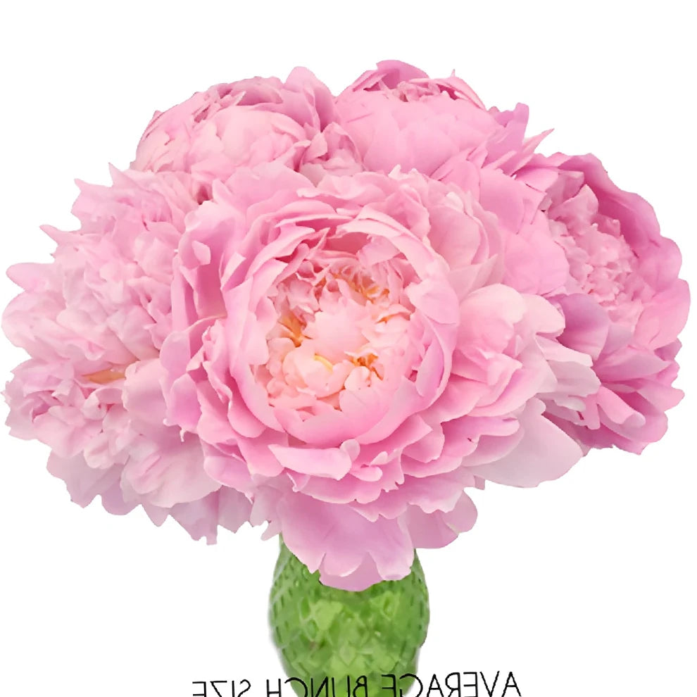 Alex Flemming Peonies - alternative 5
