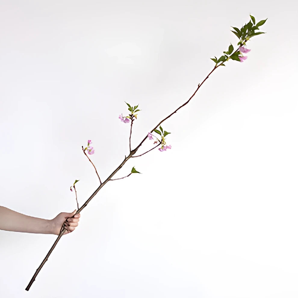 Pink Almond Branches - main