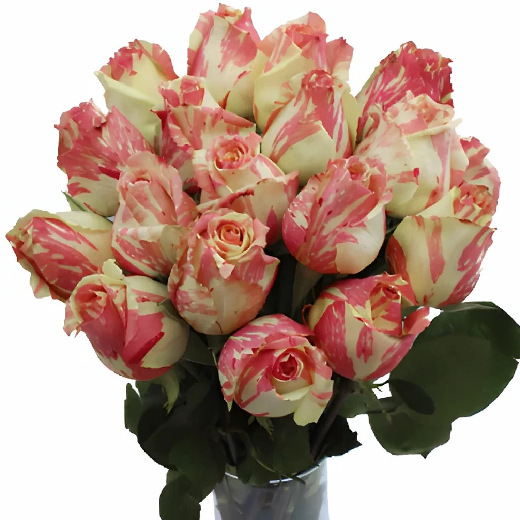 Fiesta Roses Standard - alternative 3