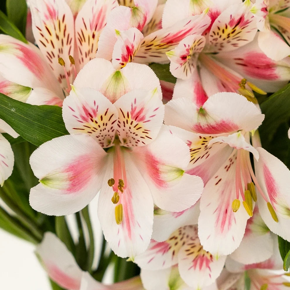 Blush Alstroemeria - main