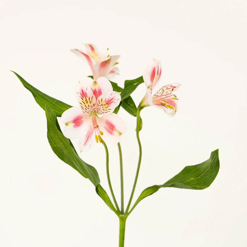 Blush Alstroemeria - alternative 1