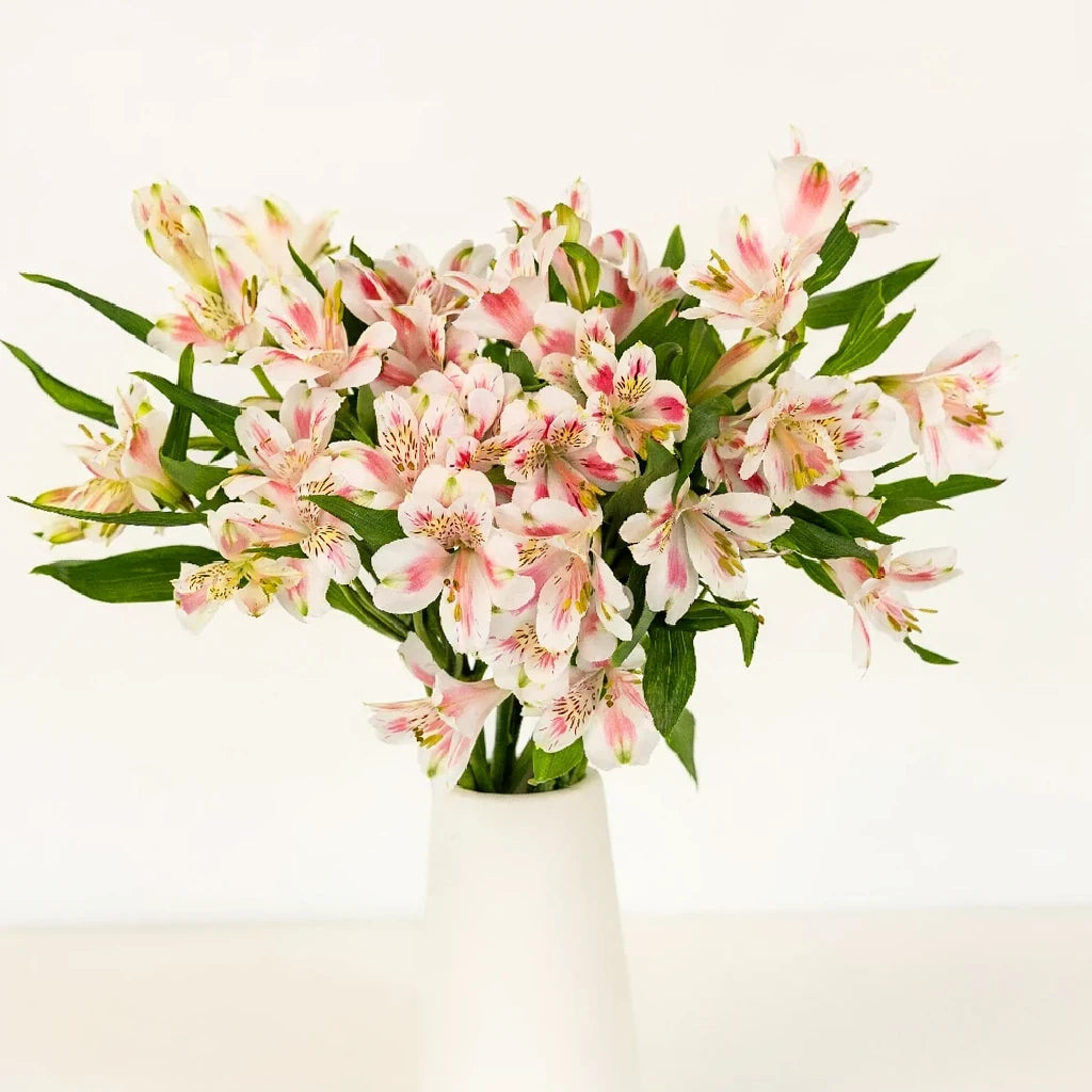 Blush Alstroemeria - alternative 2