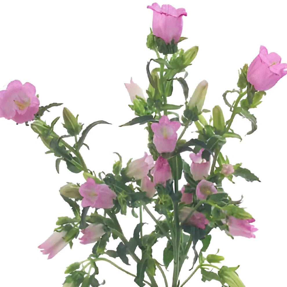 Pink Campanulas - alternative 1