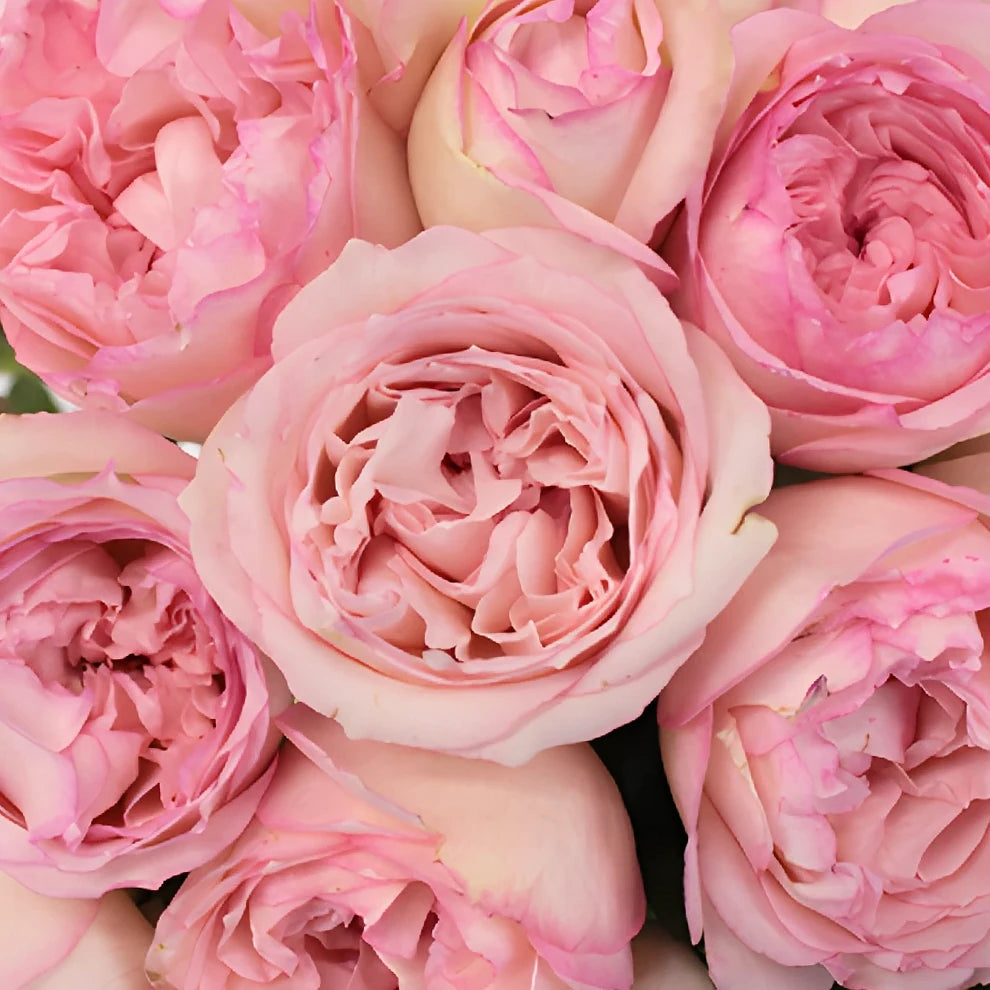 Carmeline Roses Garden Spray - alternative 1