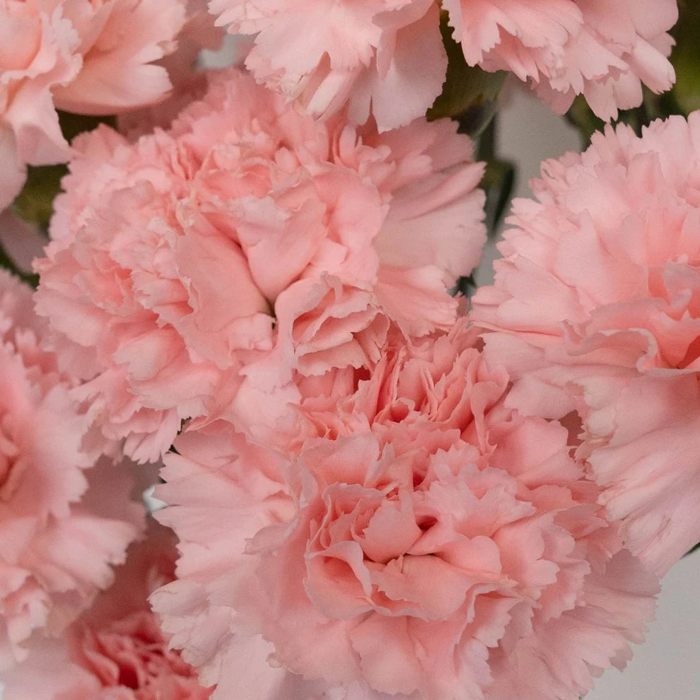 Betsy Carnations - main