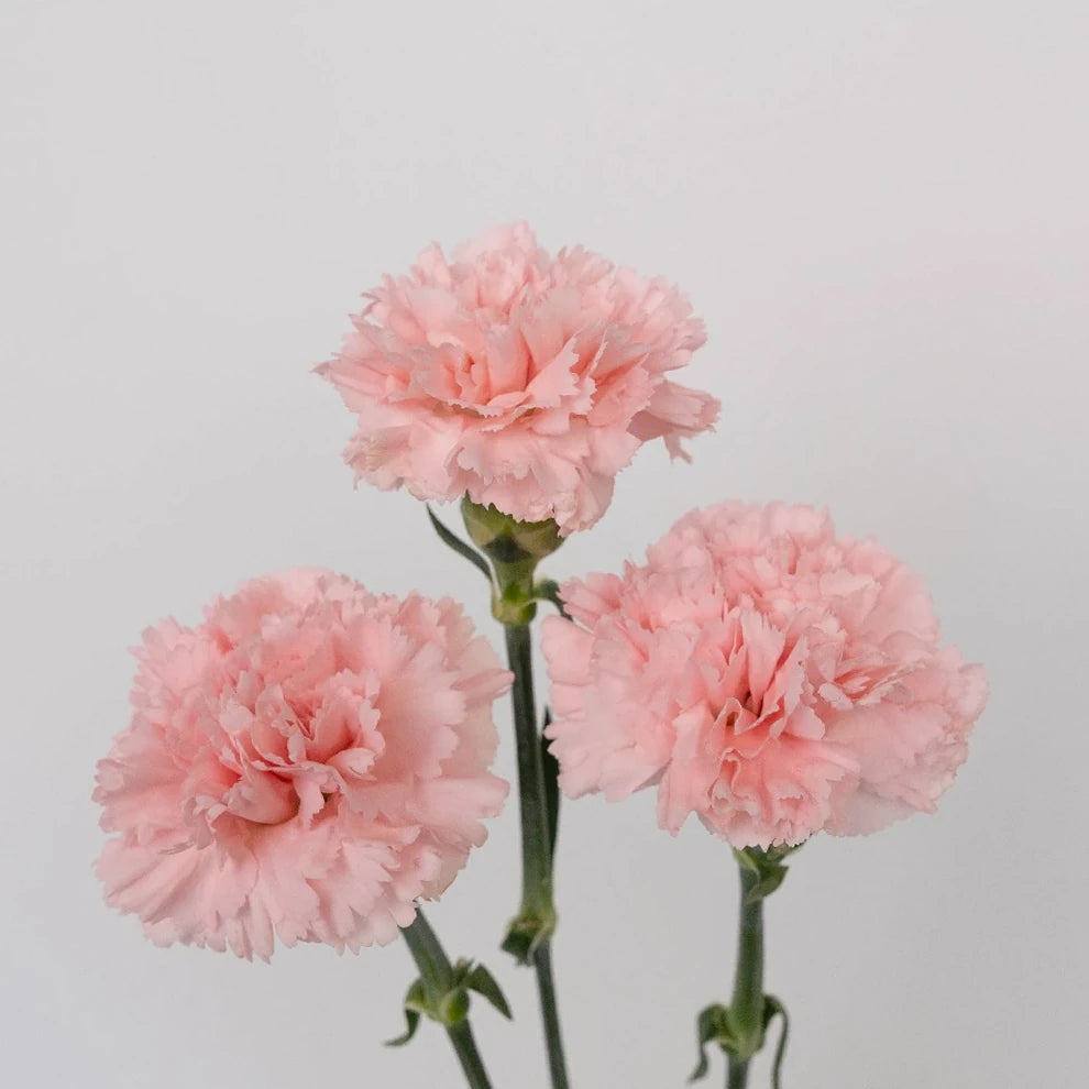 Betsy Carnations - alternative 3