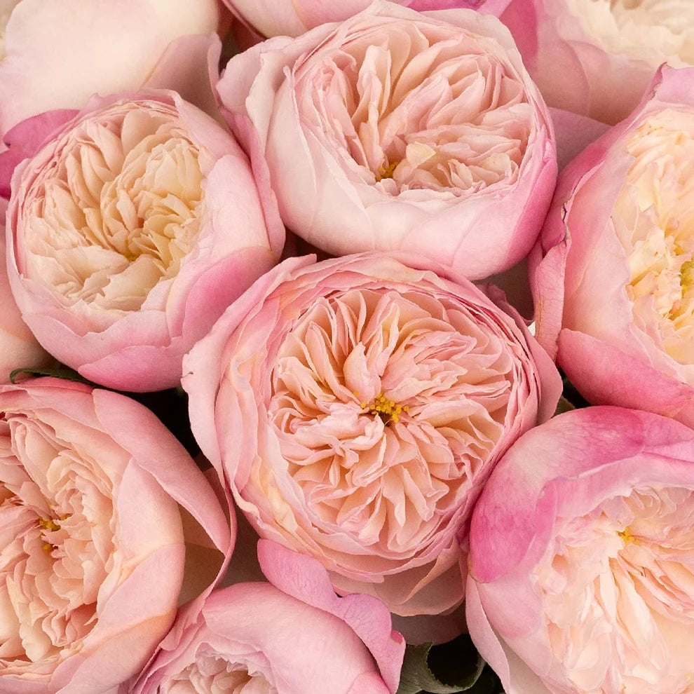 Constance Rose David Austin - alternative 2